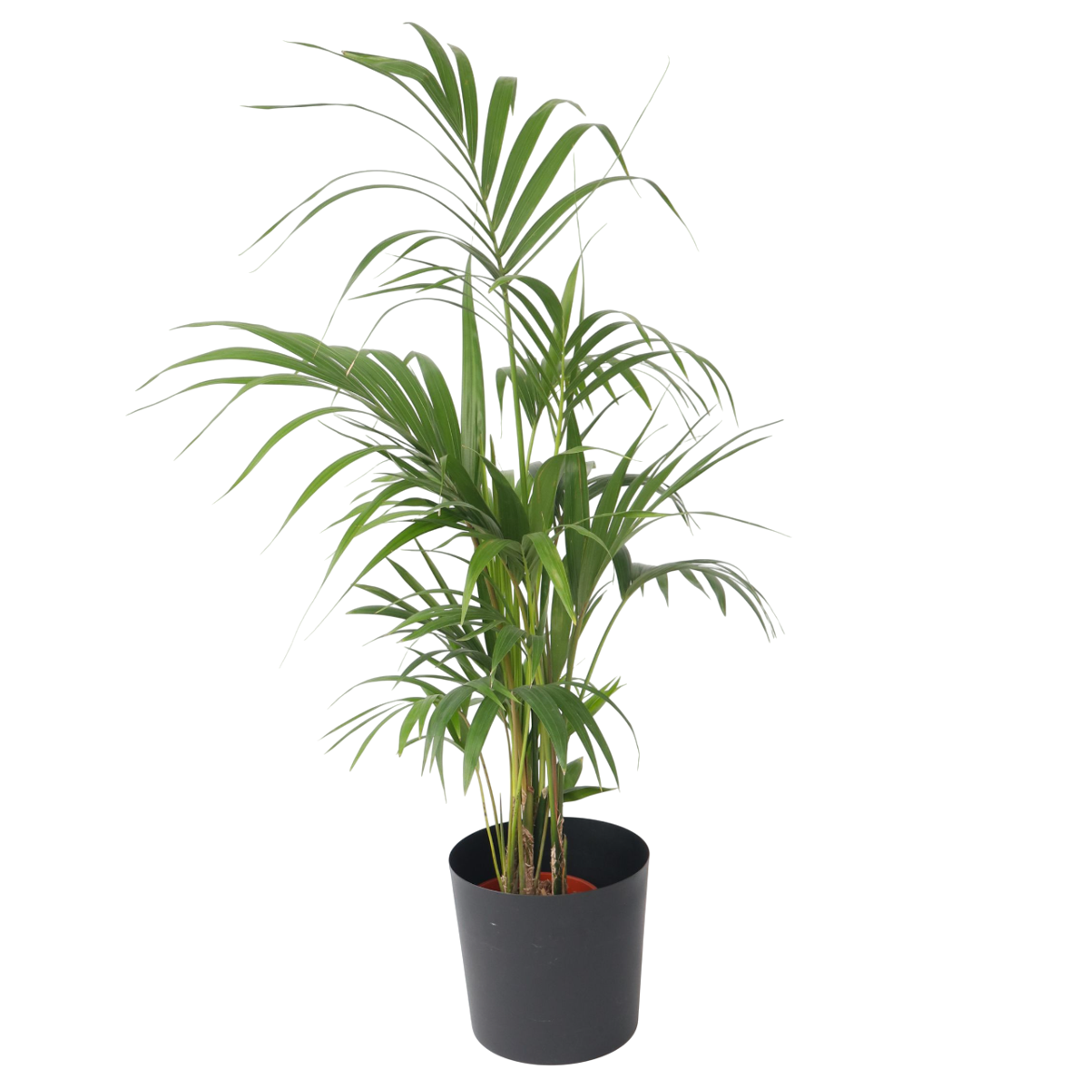 Palmier Kentia - Howea forsteriana - Hauteur 130-140cm - ⌀21cm
