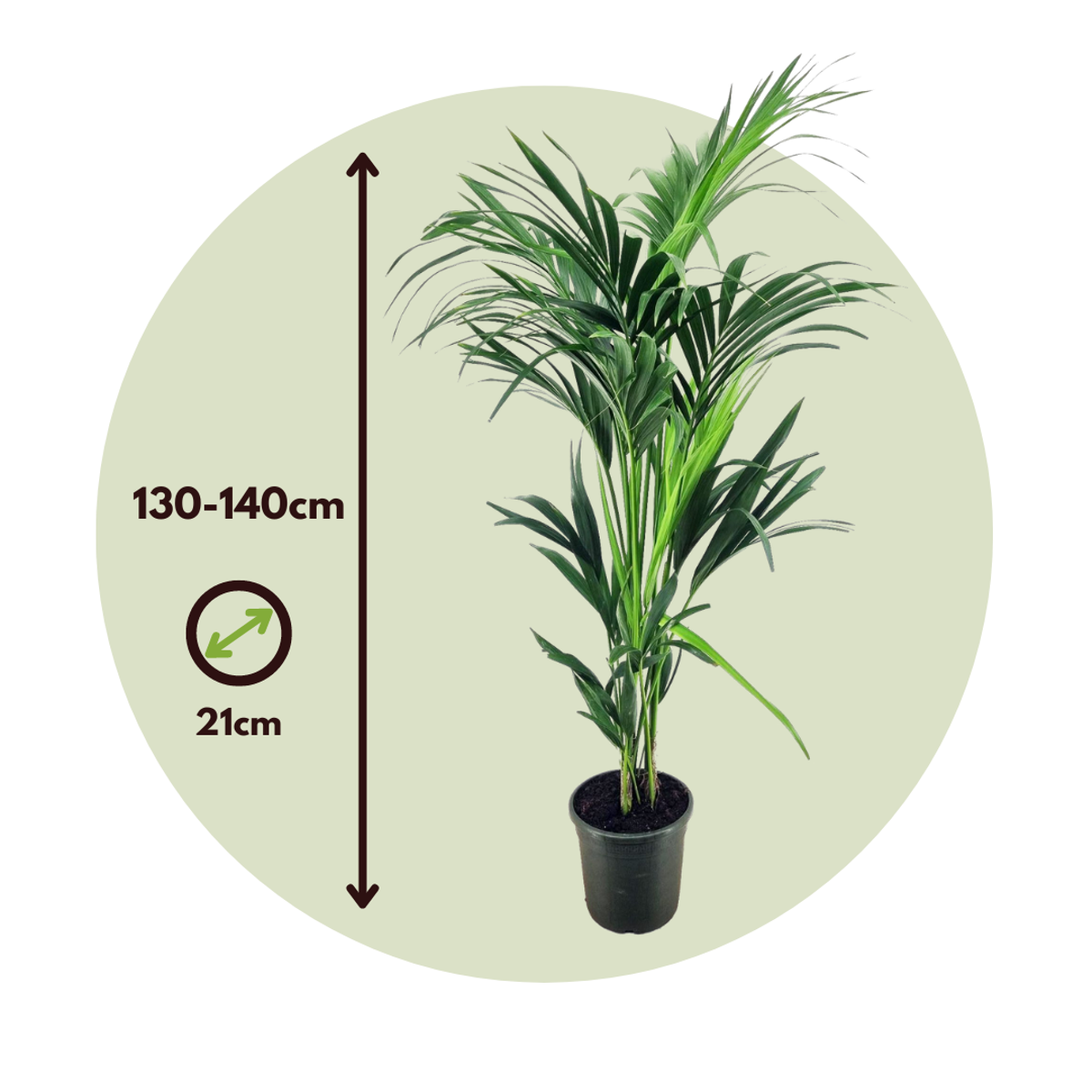 Palmier Kentia - Howea forsteriana - Hauteur 130-140cm - ⌀21cm
