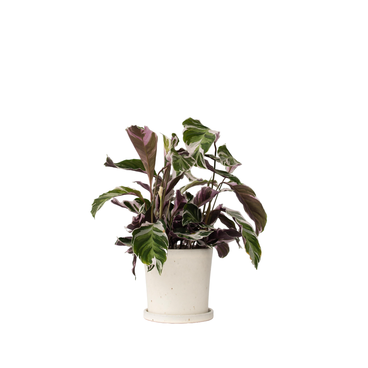 Calathée - Calathea Lietzei 'White Fusion' - Hauteur 30-40cm - ⌀14cm