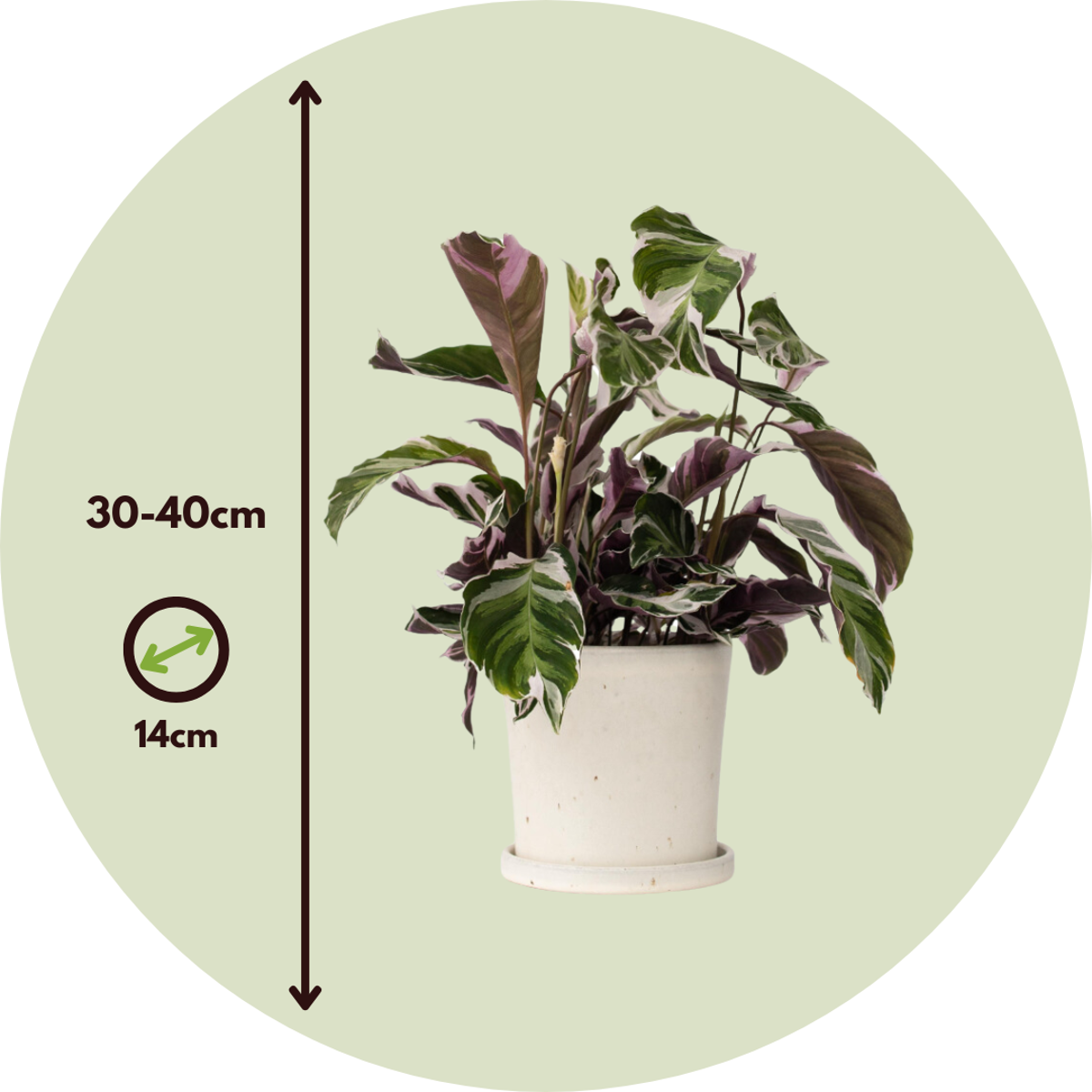 Calathée - Set de 2 - Calathea Lietzei 'White Fusion' - Hauteur 30-40cm - ⌀14cm