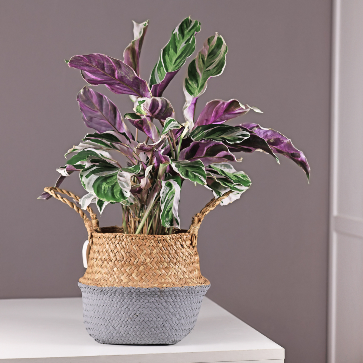 Calathée - Set de 2 - Calathea Lietzei 'White Fusion' - Hauteur 30-40cm - ⌀14cm