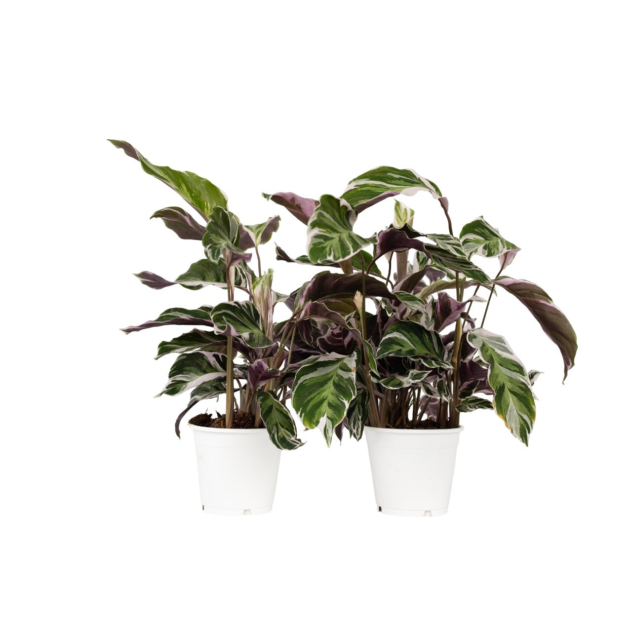 Calathée - Set de 2 - Calathea Lietzei 'White Fusion' - Hauteur 30-40cm - ⌀14cm