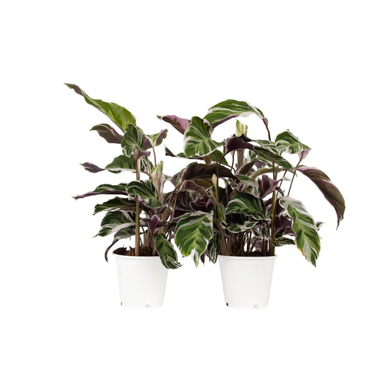 Calathée - Set de 2 - Calathea Lietzei 'White Fusion' - Hauteur 30-40cm - ⌀14cm