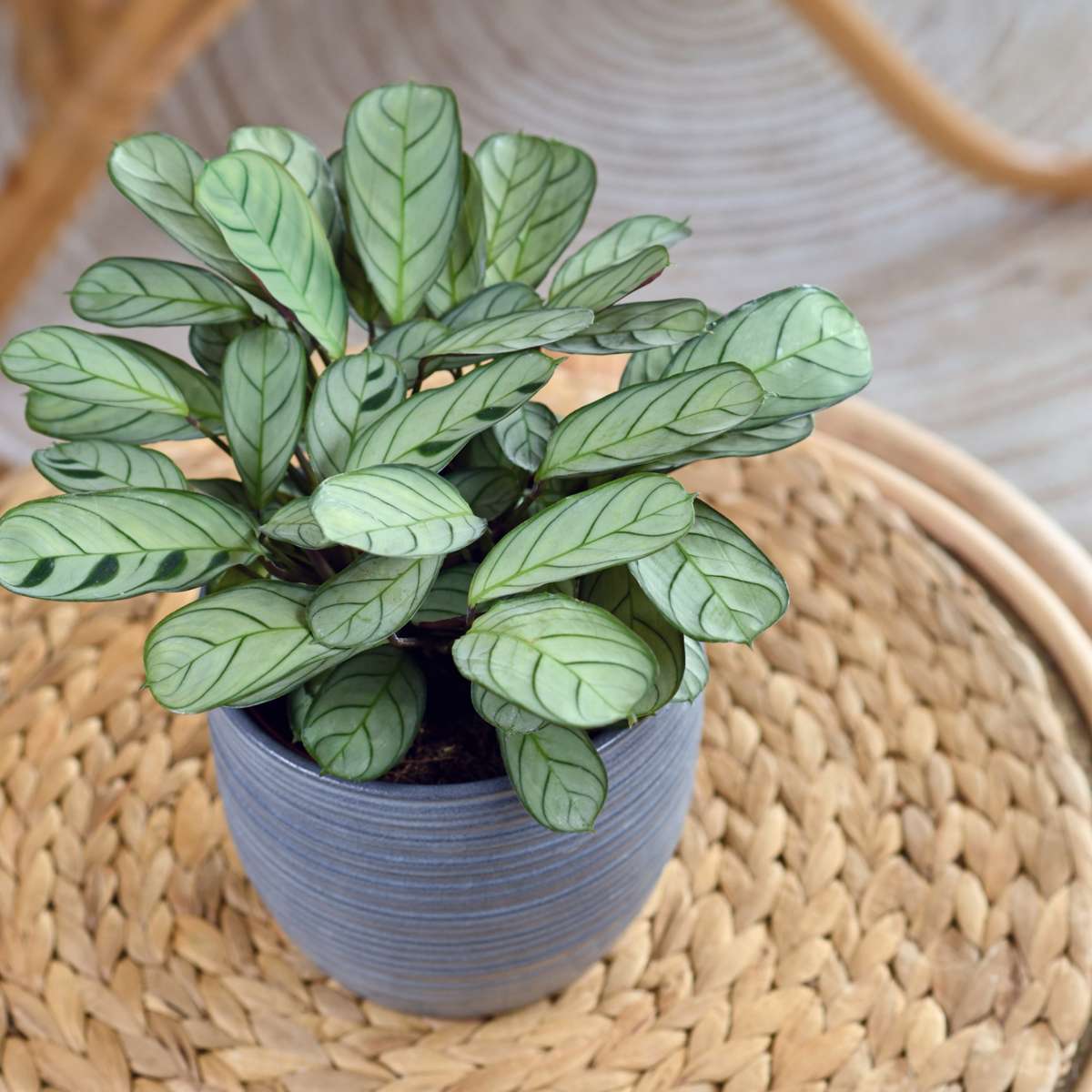 Plante Dormeuse - Set de 2 - Ctenanthe 'burle-marxii' - Hauteur 30-40cm - ⌀14cm
