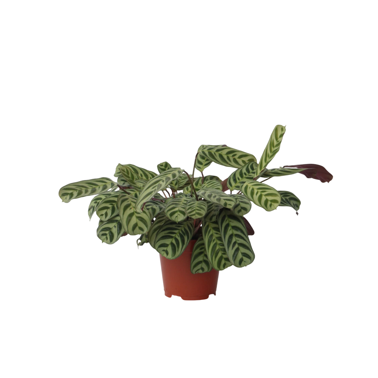 Plante Dormeuse - Ctenanthe 'burle-marxii' - Hauteur 30-40cm - ⌀14cm
