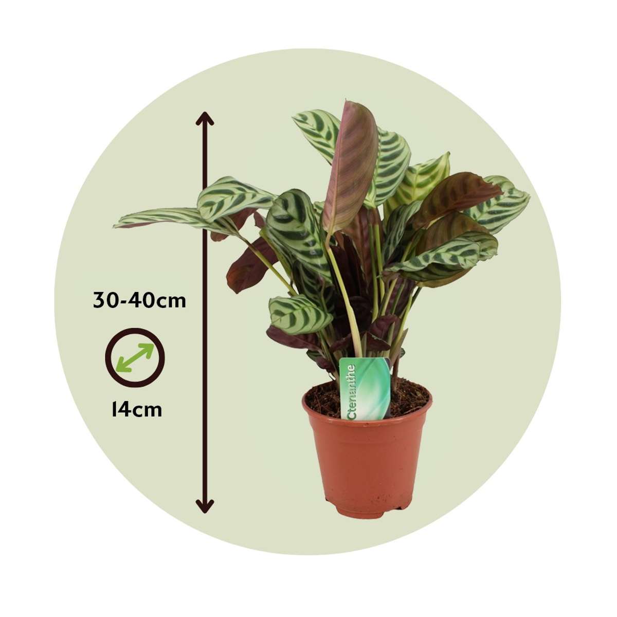Plante Dormeuse - Ctenanthe 'burle-marxii' - Hauteur 30-40cm - ⌀14cm