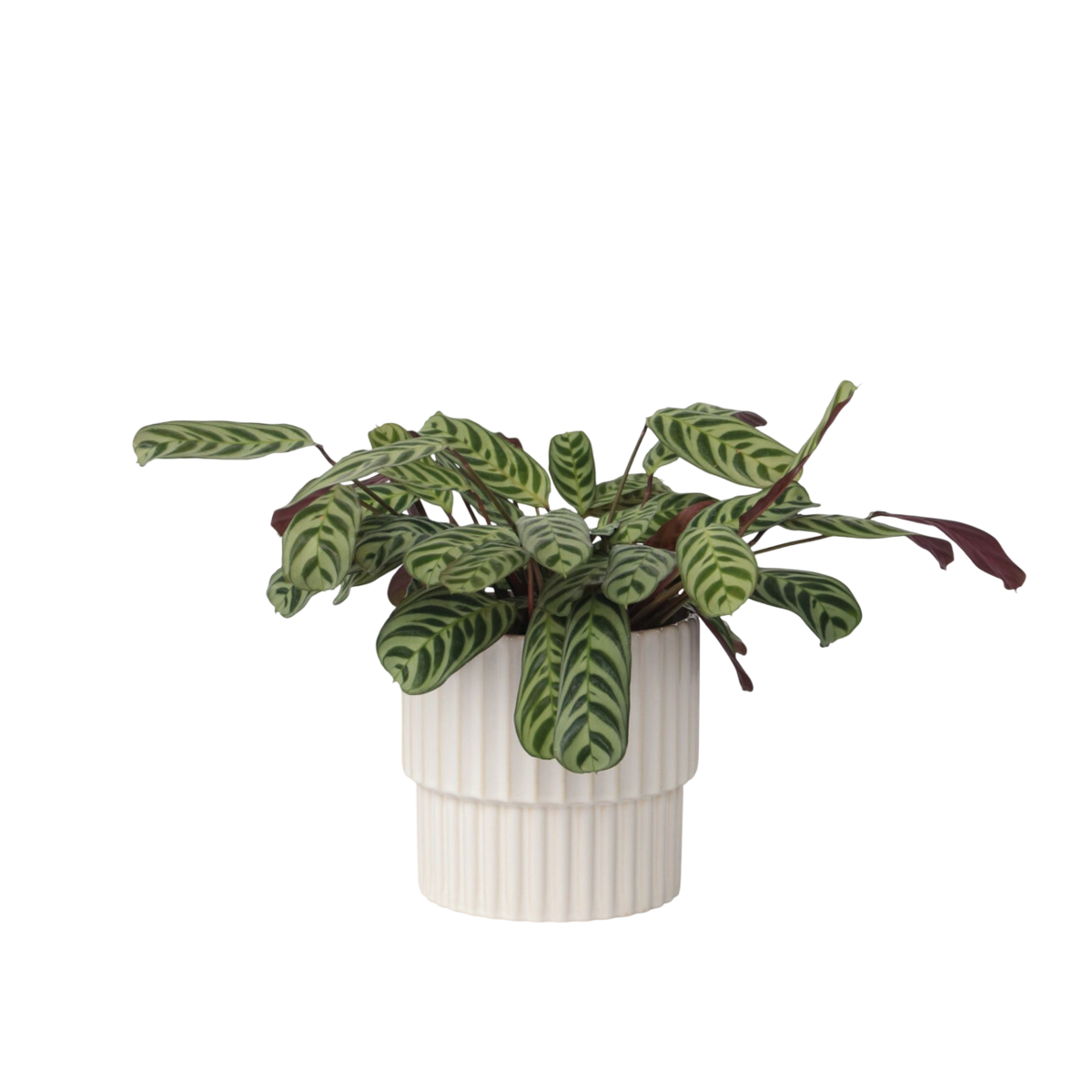 Plante Dormeuse - Set de 2 - Ctenanthe 'burle-marxii' - Hauteur 30-40cm - ⌀14cm