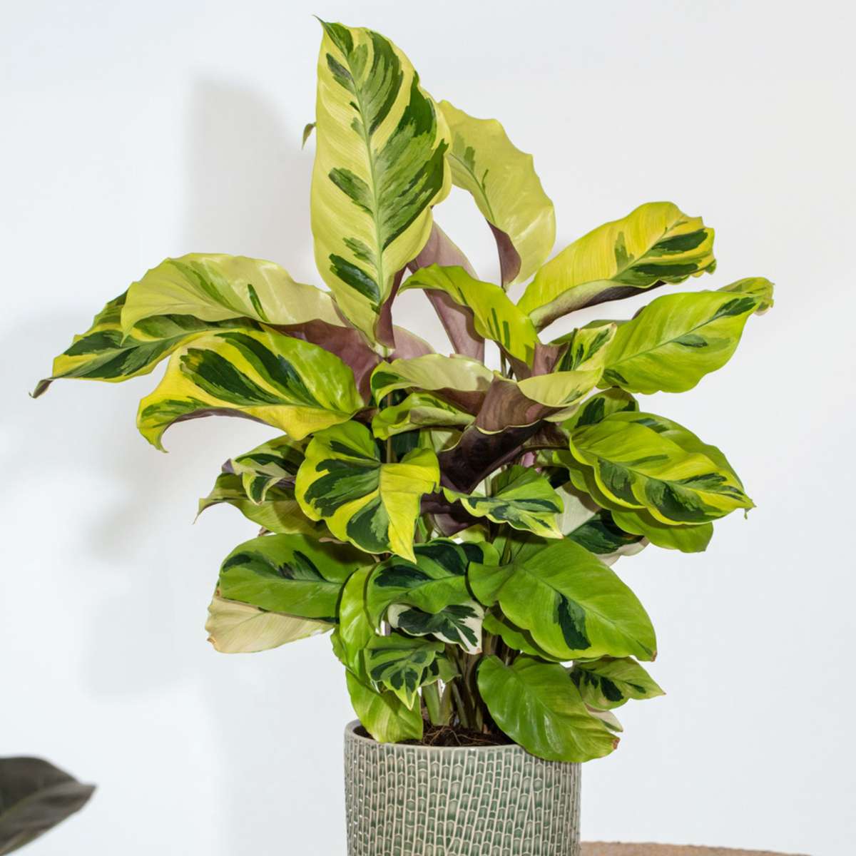 Calathée - Calathea 'Yellow Fusion' - Hauteur 30-40cm - ⌀14cm - TD Plantz