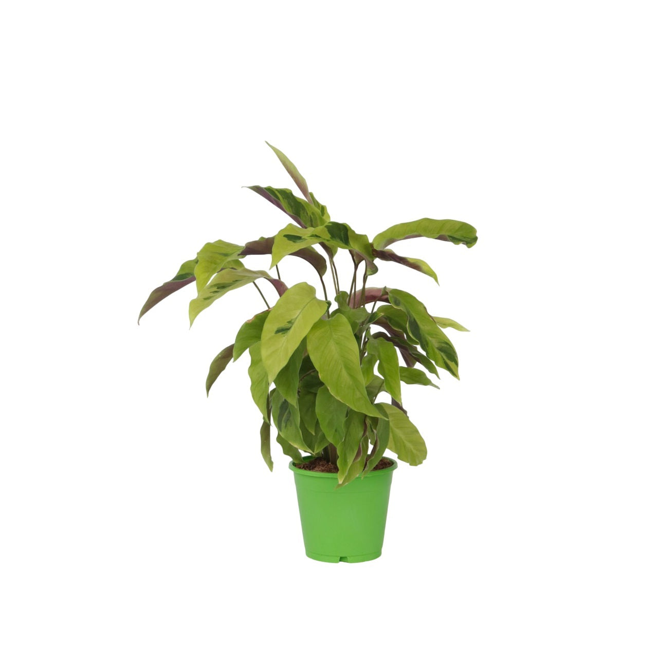 Calathée - Calathea 'Yellow Fusion' - Hauteur 30-40cm - ⌀14cm - TD Plantz