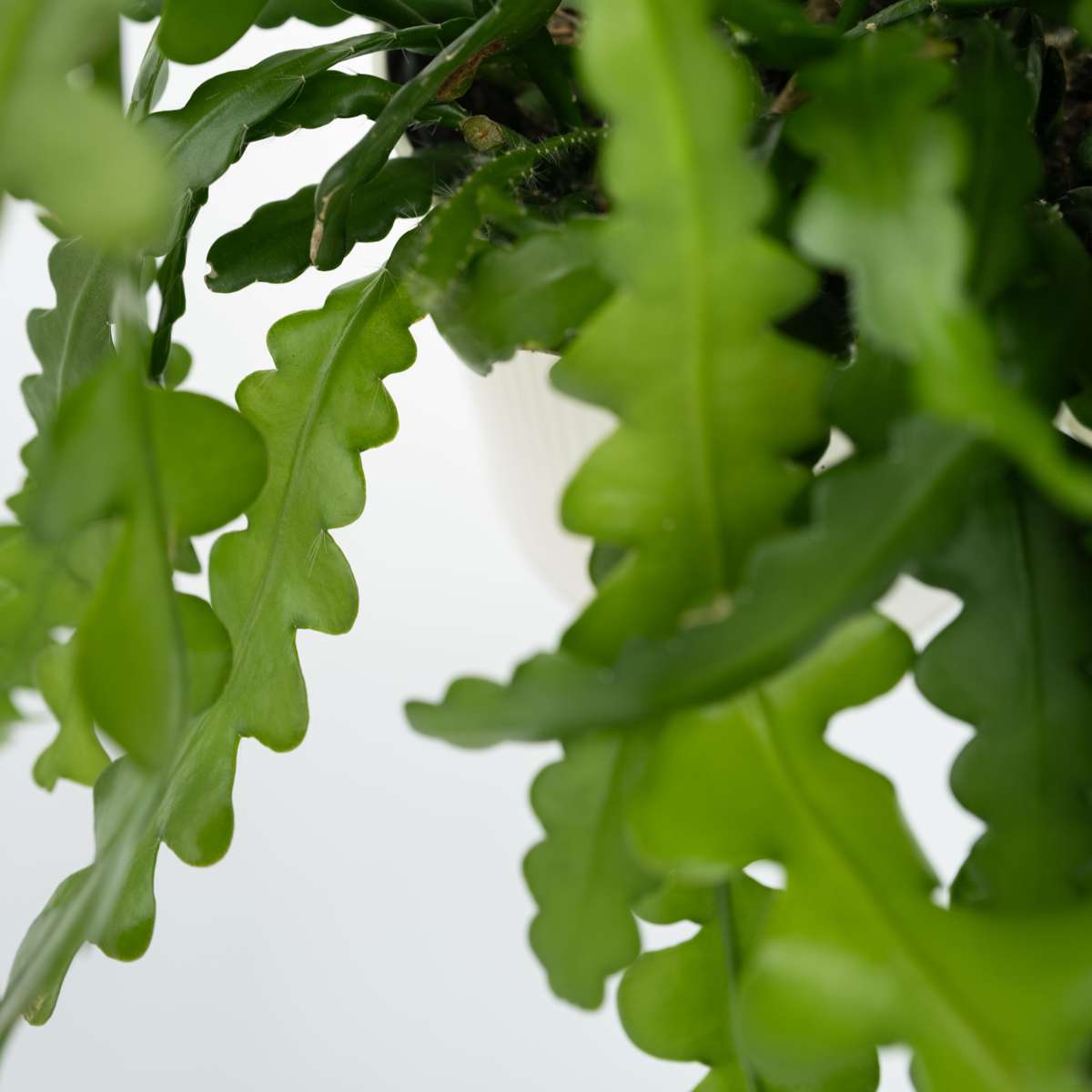 Cactus orchidée - Epiphyllum 'Anguliger' - Hauteur 30-40cm - ⌀15cm