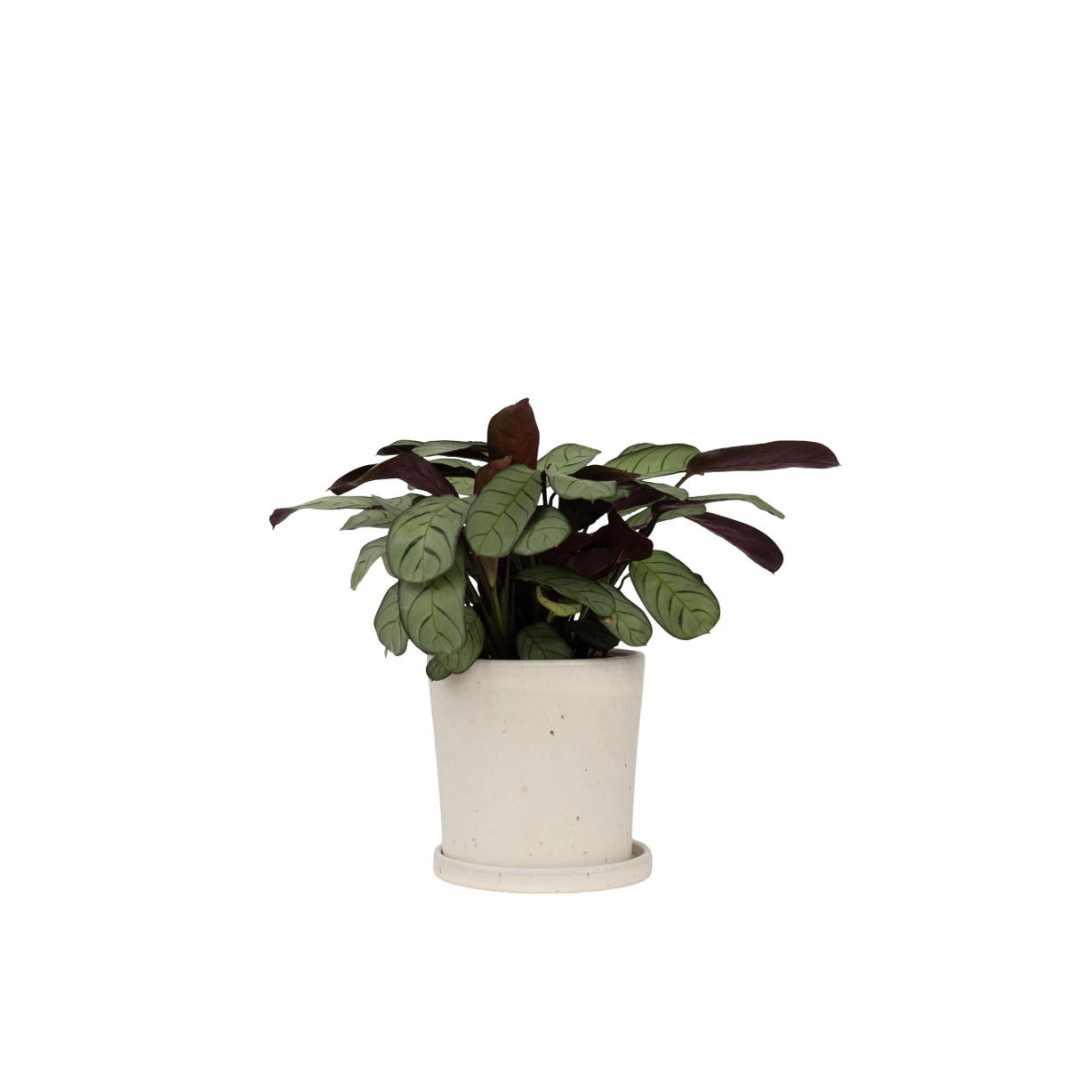 Plante Dormeuse - Ctenanthe burle-marxii 'Amagris' - Hauteur 25-35cm - ⌀14cm