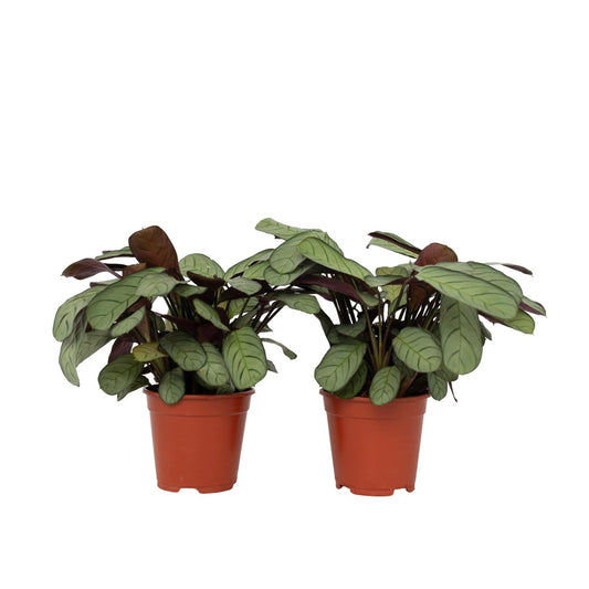 Ctenanthe - Set de 2 - Burle-Marxii 'Amagris' - Hauteur 25-35cm - ⌀14cm
