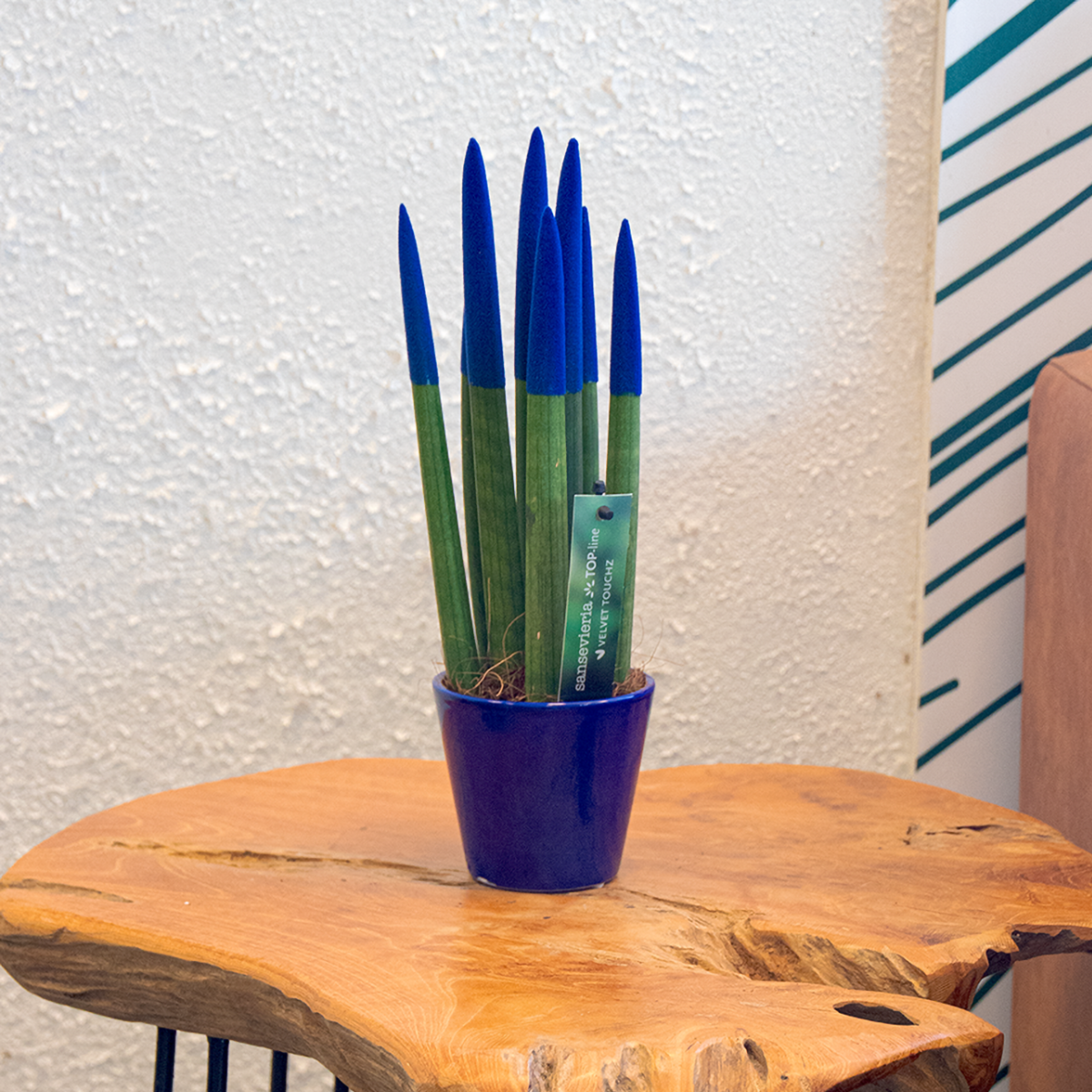 Sansevieria cylindrique - Hauteur 20-40cm - Pot 9cm