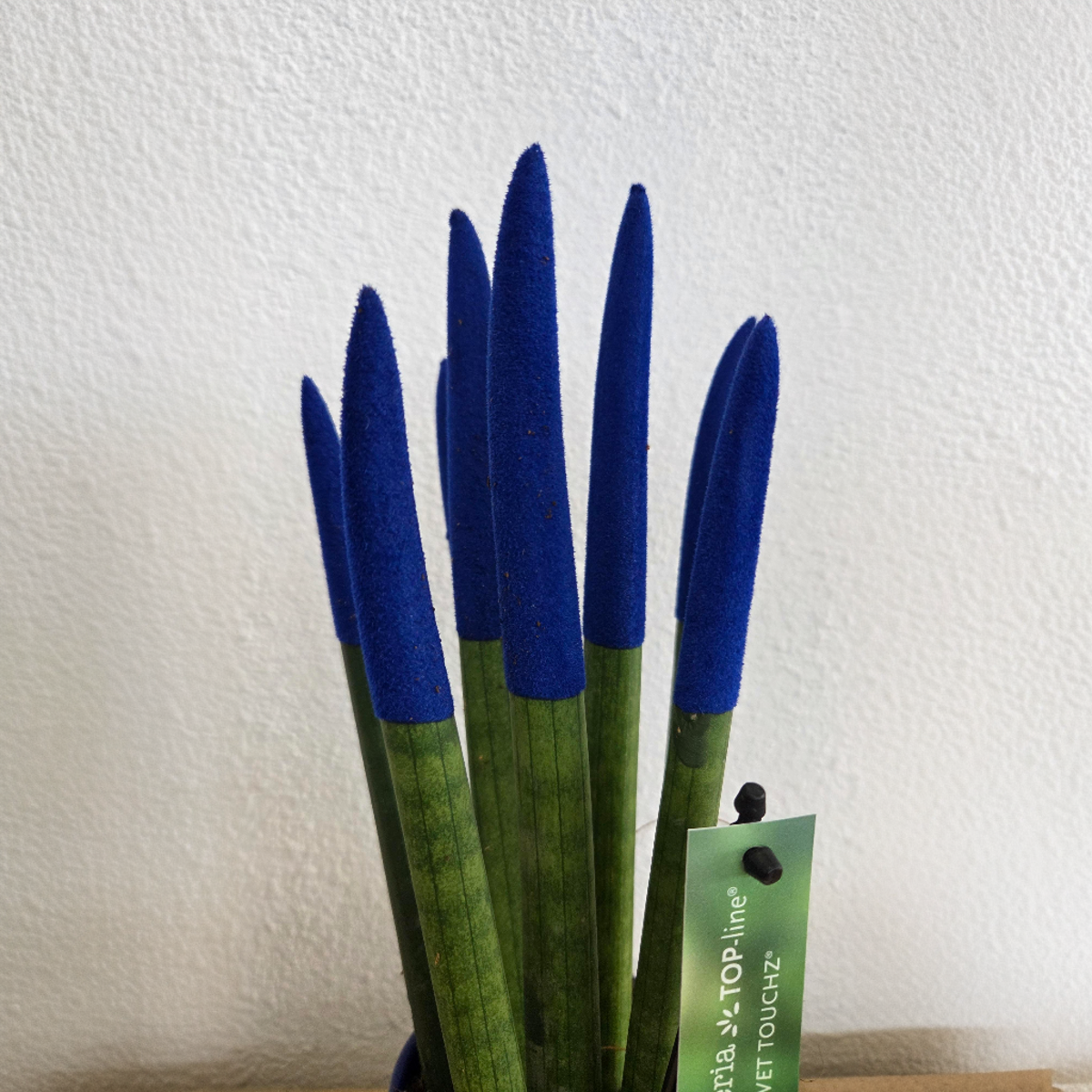 Sansevieria cylindrique - Hauteur 20-40cm - Pot 9cm
