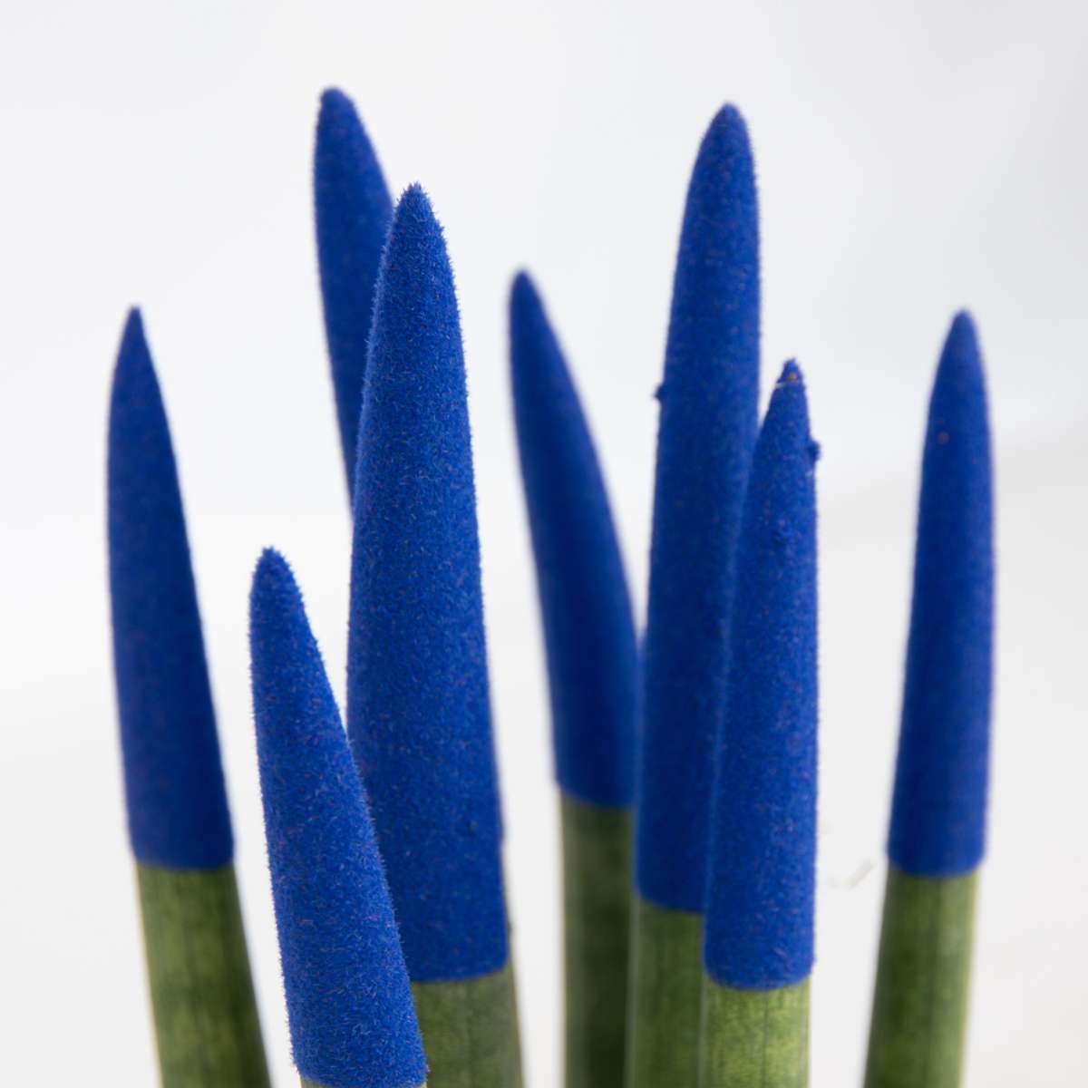 Sansevieria cylindrique - Hauteur 20-40cm - Pot 9cm