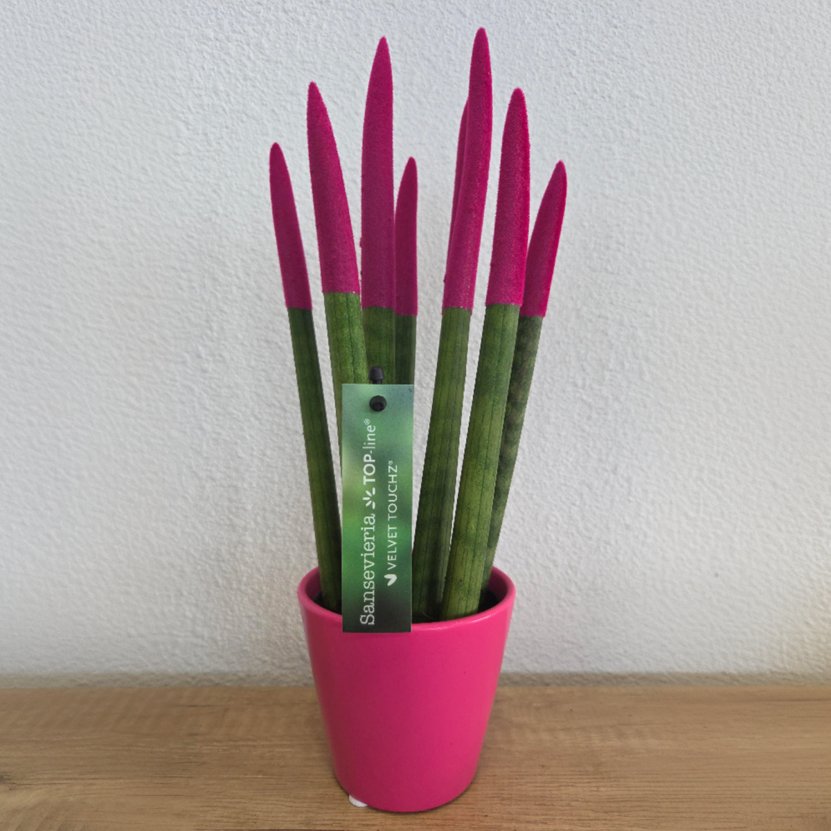 Sansevieria cylindrique - Hauteur 20-40cm - Pot 9cm