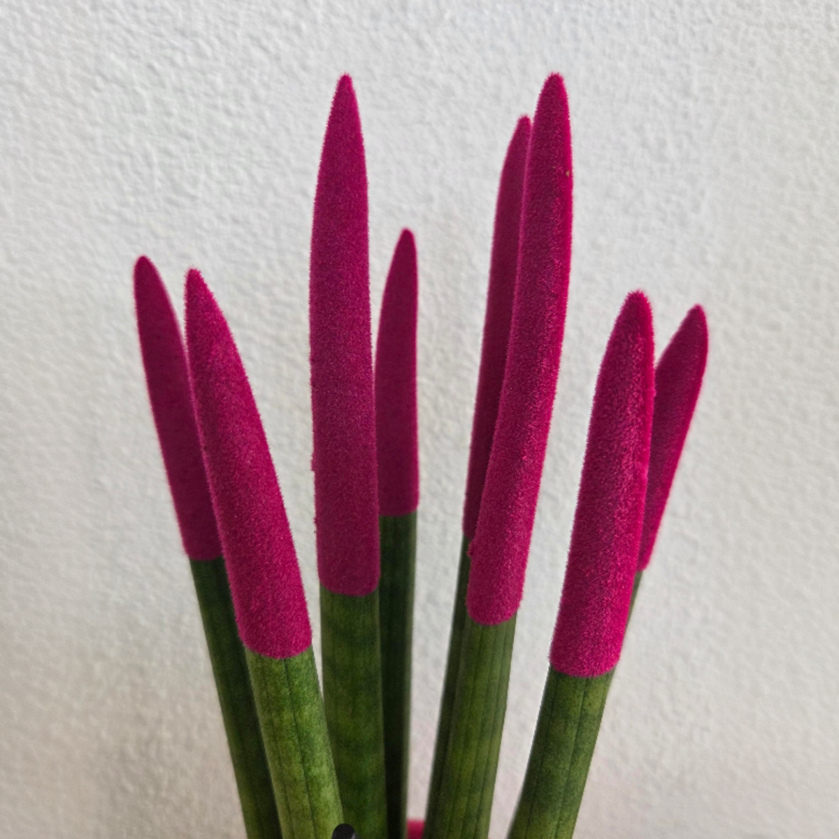 Sansevieria cylindrique - Hauteur 20-40cm - Pot 9cm