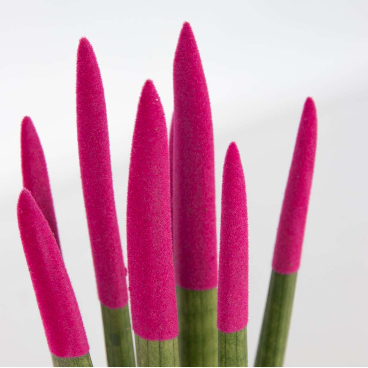 Sansevieria cylindrique - Hauteur 20-40cm - Pot 9cm