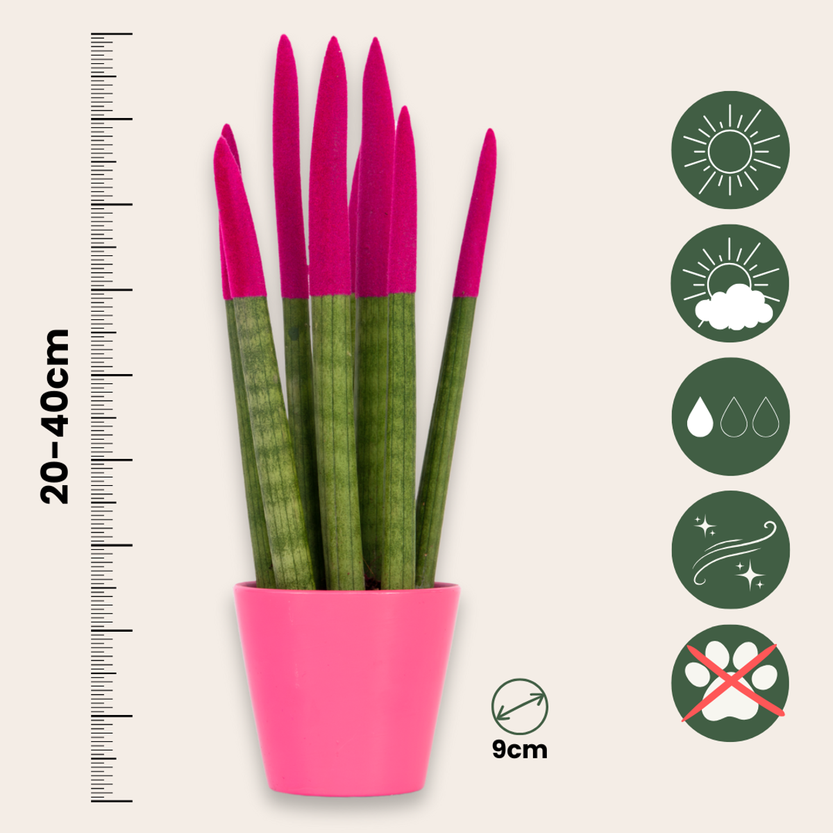 Sansevieria cylindrique - Hauteur 20-40cm - Pot 9cm