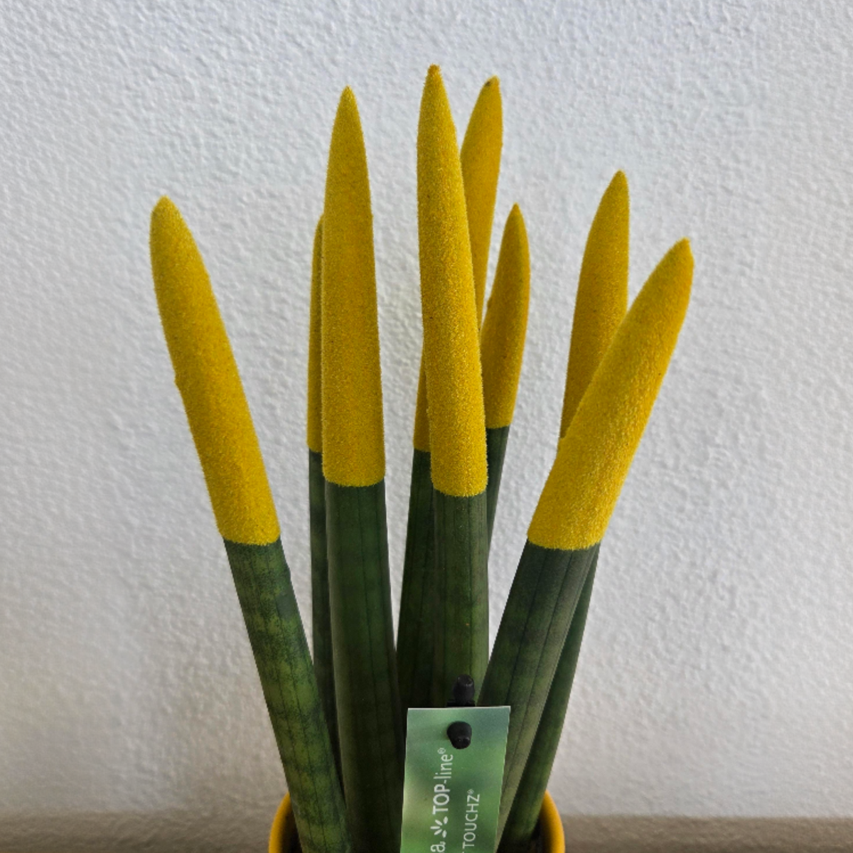 Sansevieria cylindrique - Hauteur 20-40cm - Pot 9cm