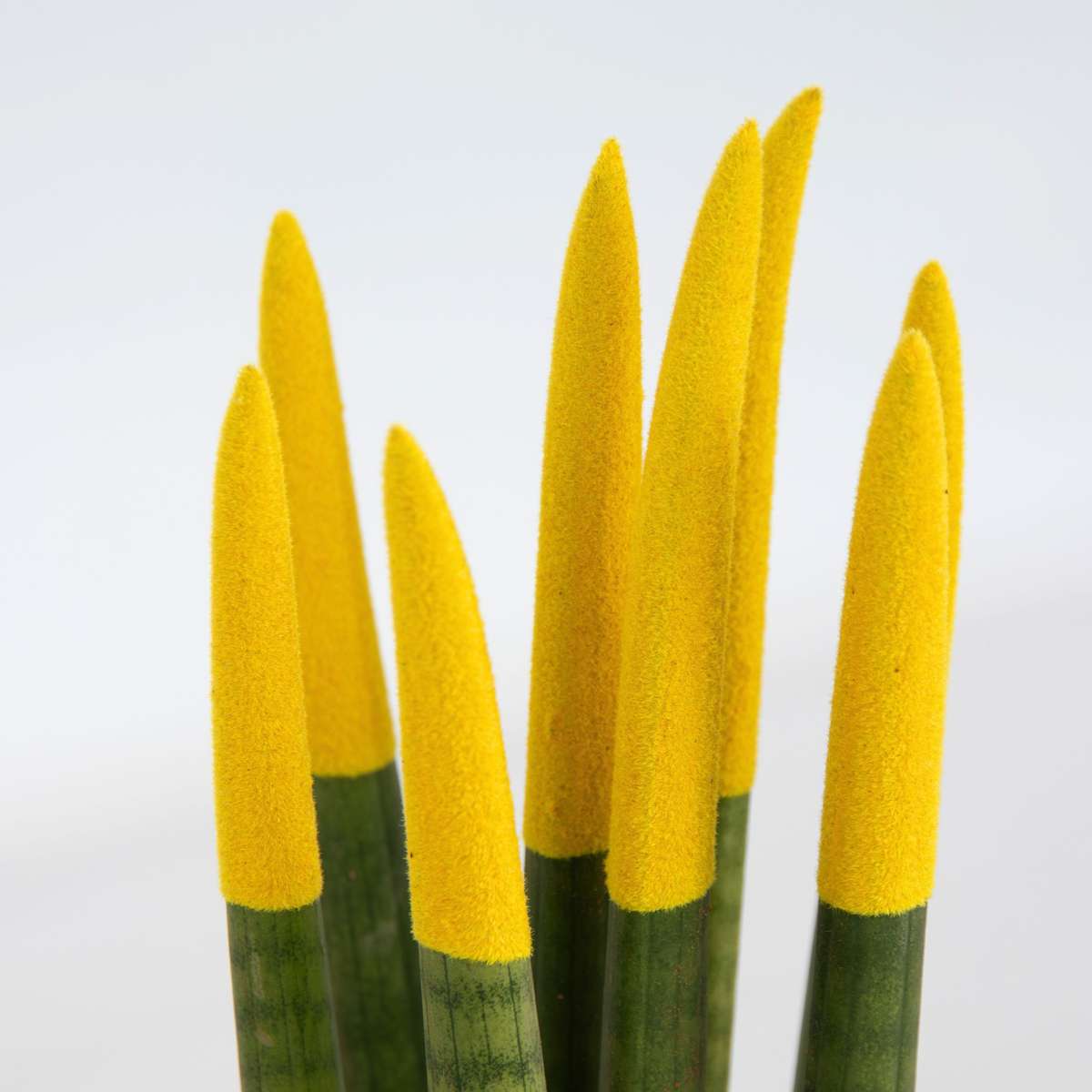 Sansevieria cylindrique - Hauteur 20-40cm - Pot 9cm