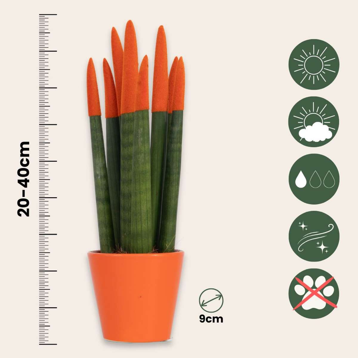 Sansevieria cylindrique - Hauteur 20-40cm - Pot 9cm