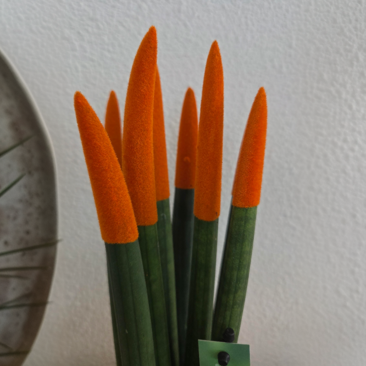 Sansevieria cylindrique - Hauteur 20-40cm - Pot 9cm