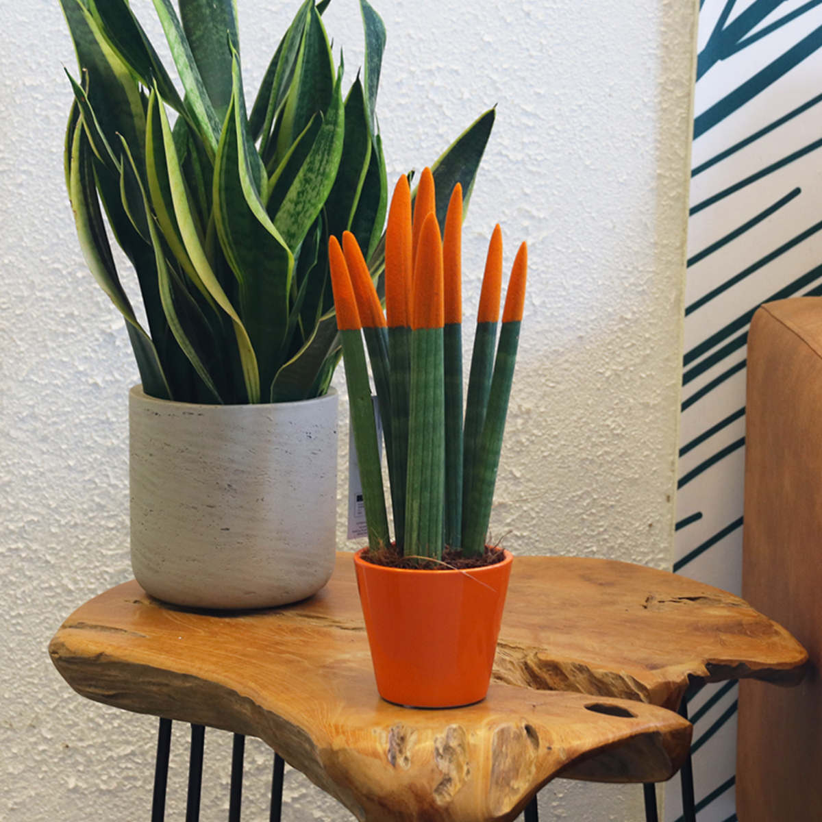 Sansevieria cylindrique - Hauteur 20-40cm - Pot 9cm