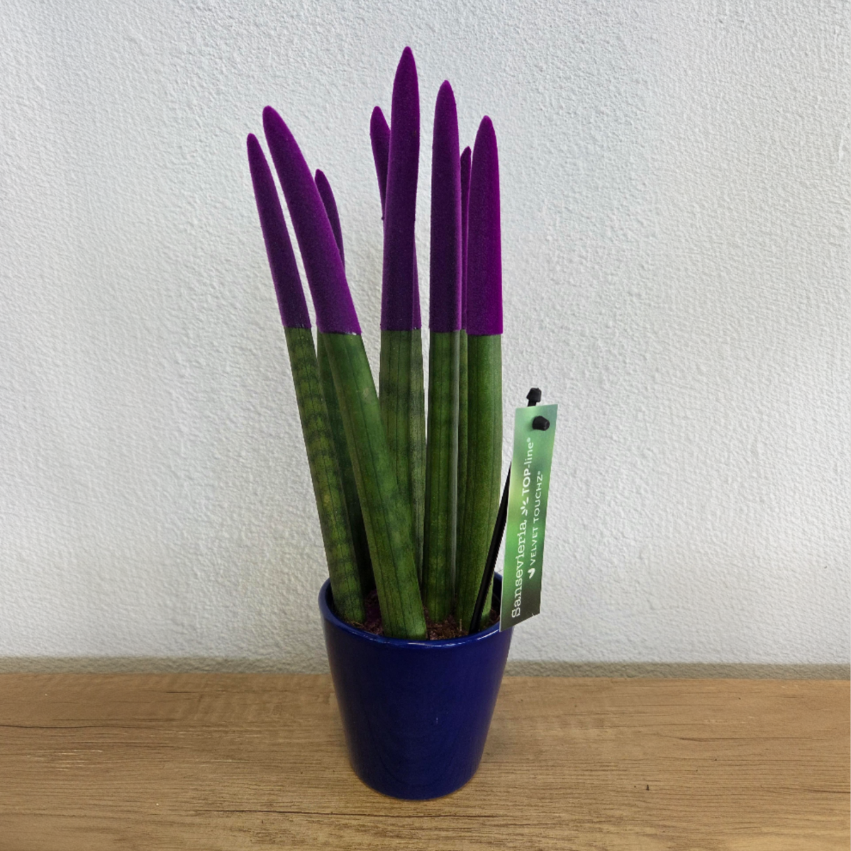 Sansevieria cylindrique - Hauteur 20-40cm - Pot 9cm