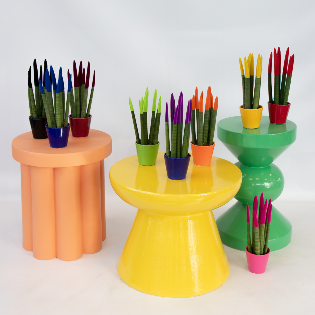 Sansevieria cylindrique - Hauteur 20-40cm - Pot 9cm