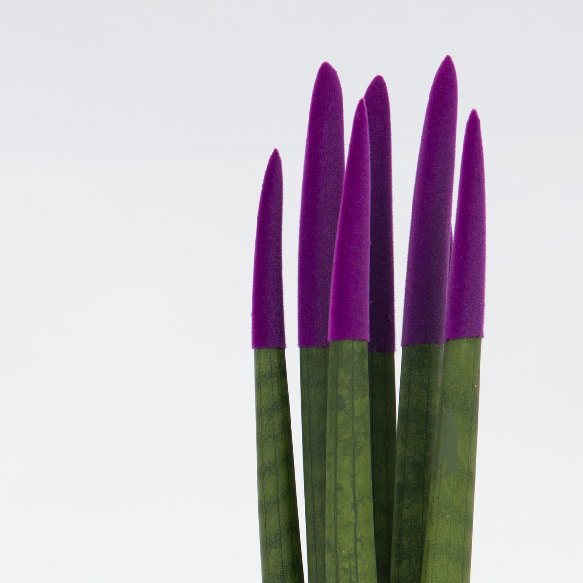 Sansevieria cylindrique - Hauteur 20-40cm - Pot 9cm