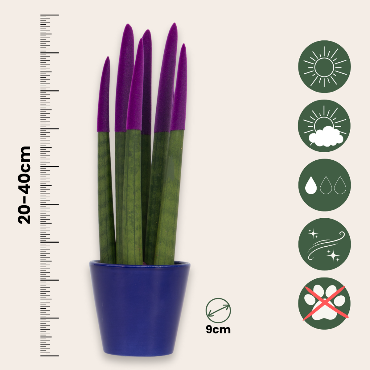 Sansevieria cylindrique - Hauteur 20-40cm - Pot 9cm