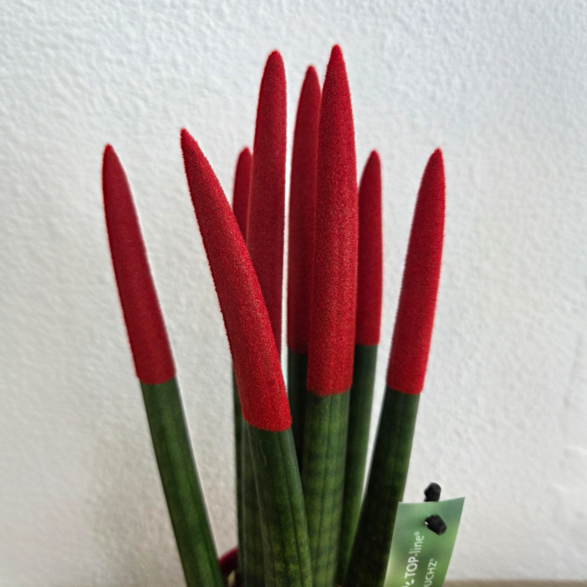 Sansevieria cylindrique - Hauteur 20-40cm - Pot 9cm
