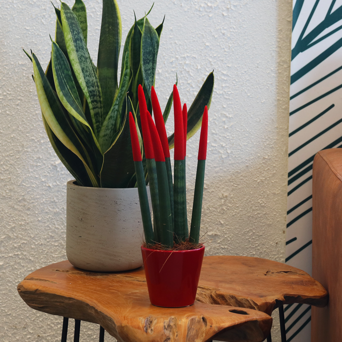 Sansevieria cylindrique - Hauteur 20-40cm - Pot 9cm