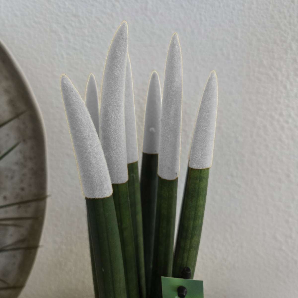 Langue de belle-mère - Sansevieria - Blanc - Hauteur 20-40cm - ⌀9cm