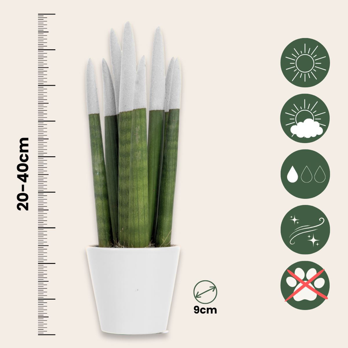 Langue de belle-mère - Sansevieria - Blanc - Hauteur 20-40cm - ⌀9cm