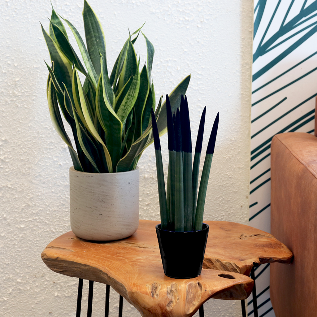 Sansevieria cylindrique - Hauteur 20-40cm - Pot 9cm