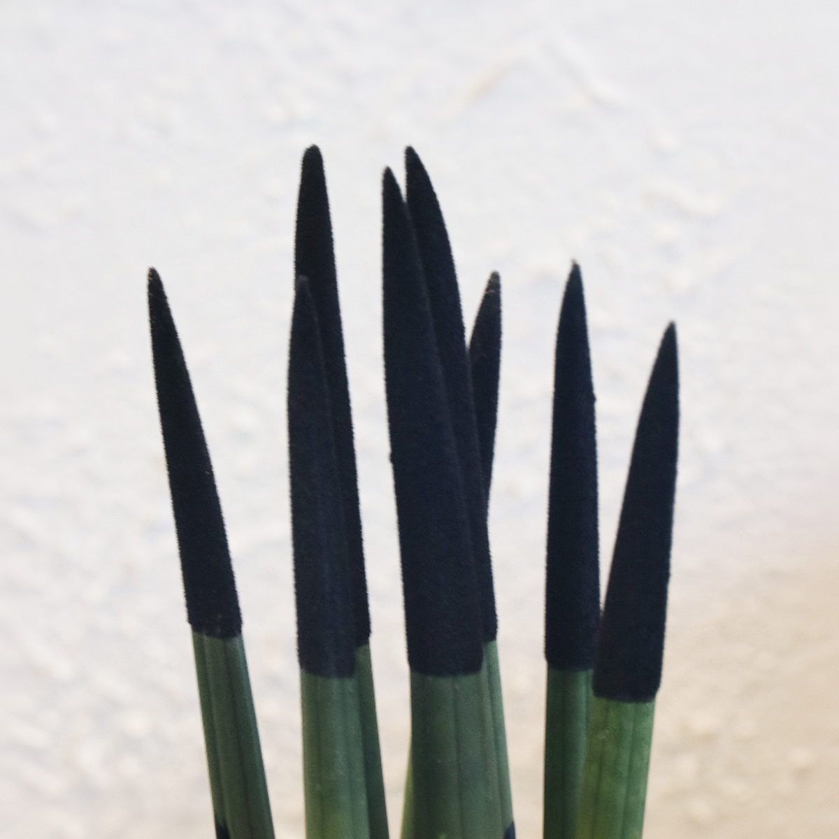 Sansevieria cylindrique - Hauteur 20-40cm - Pot 9cm