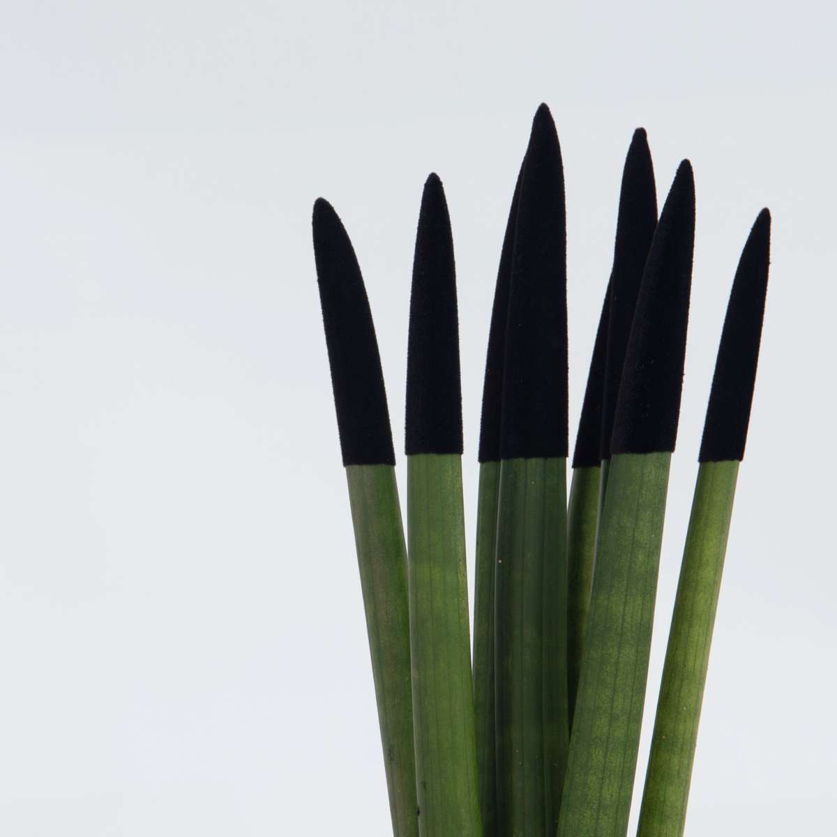 Sansevieria cylindrique - Hauteur 20-40cm - Pot 9cm