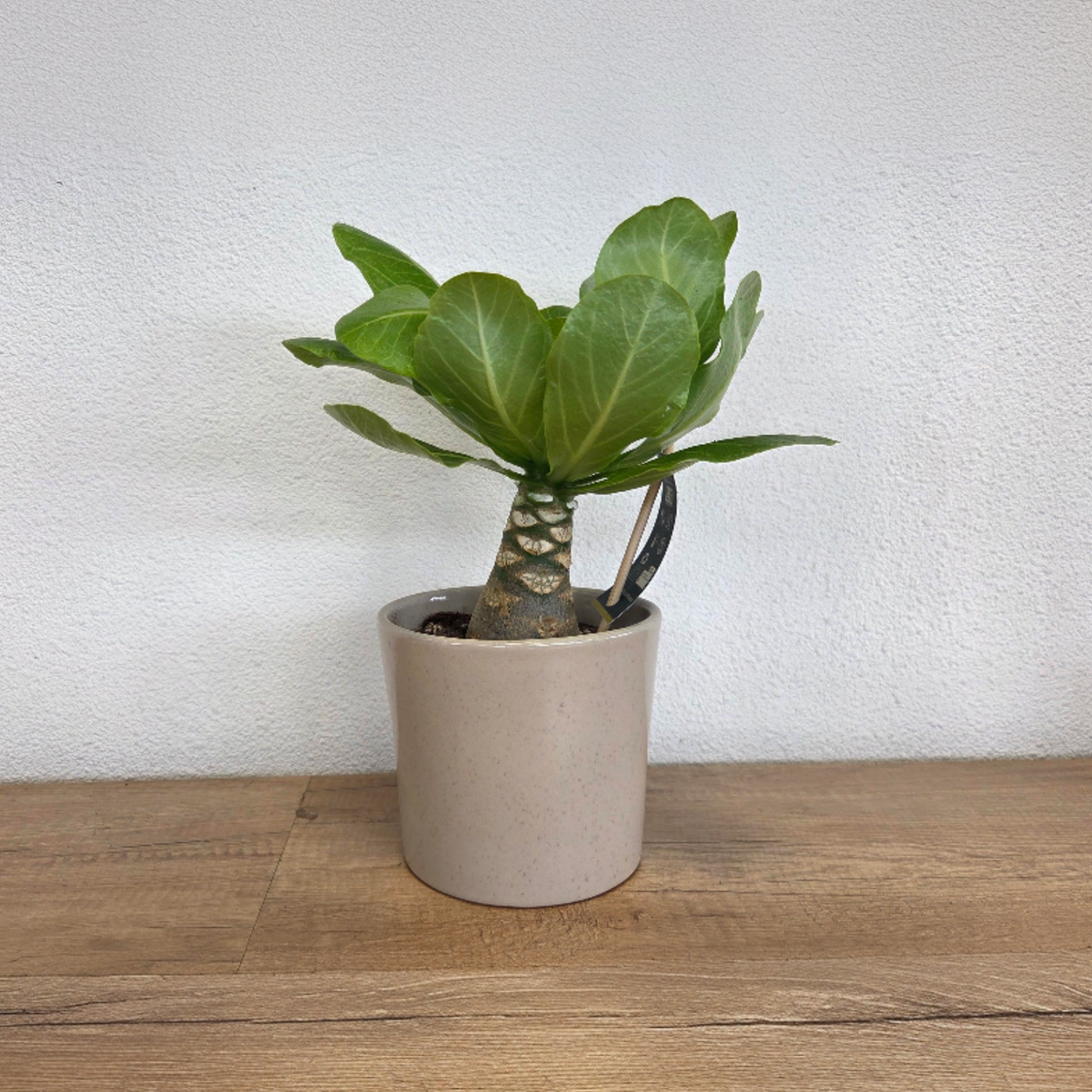 Palmier hawaïen - Brighamia insignis - Hauteur 25-35cm - Pot 12cm