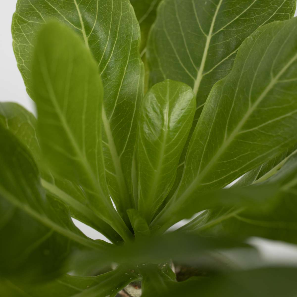Palmier hawaïen - Brighamia insignis - Hauteur 25-35cm - Pot 12cm