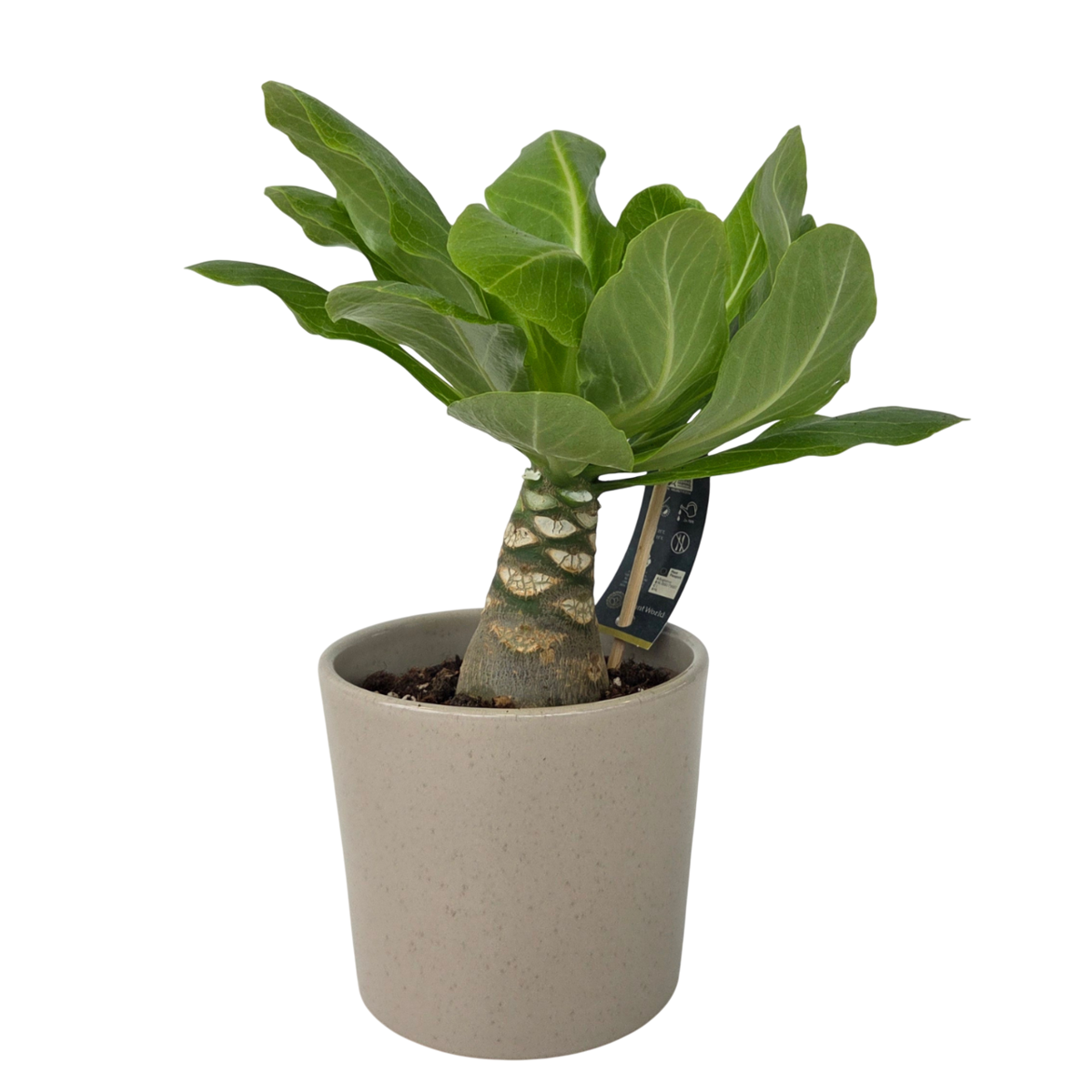 Palmier hawaïen - Brighamia insignis - Hauteur 25-35cm - Pot 12cm