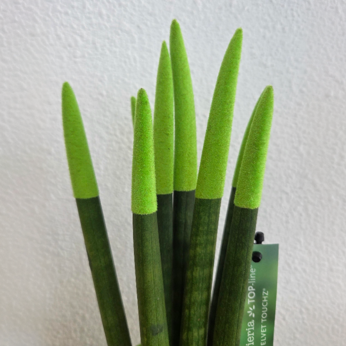 Sansevieria cylindrique - Hauteur 20-40cm - Pot 9cm