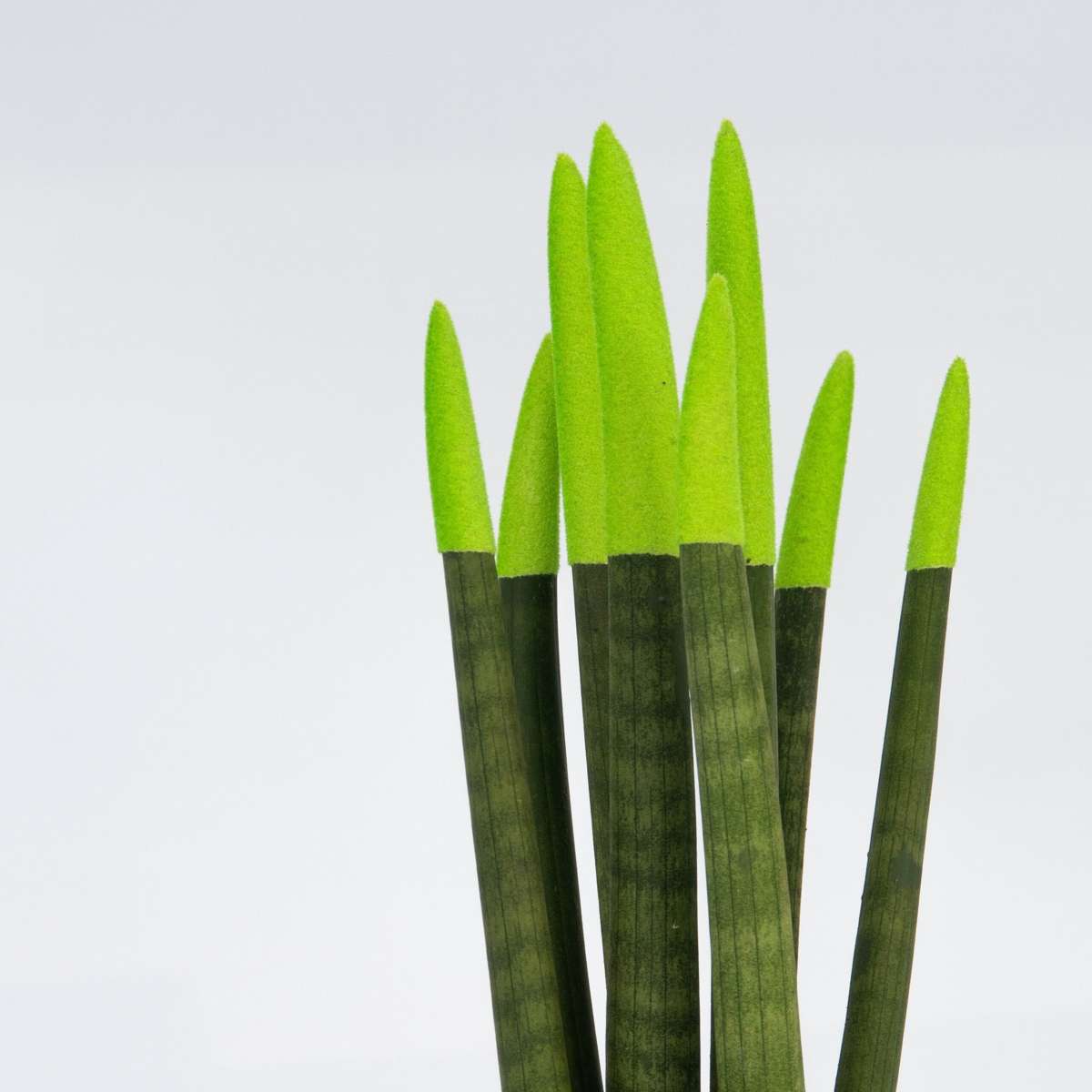 Sansevieria cylindrique - Hauteur 20-40cm - Pot 9cm