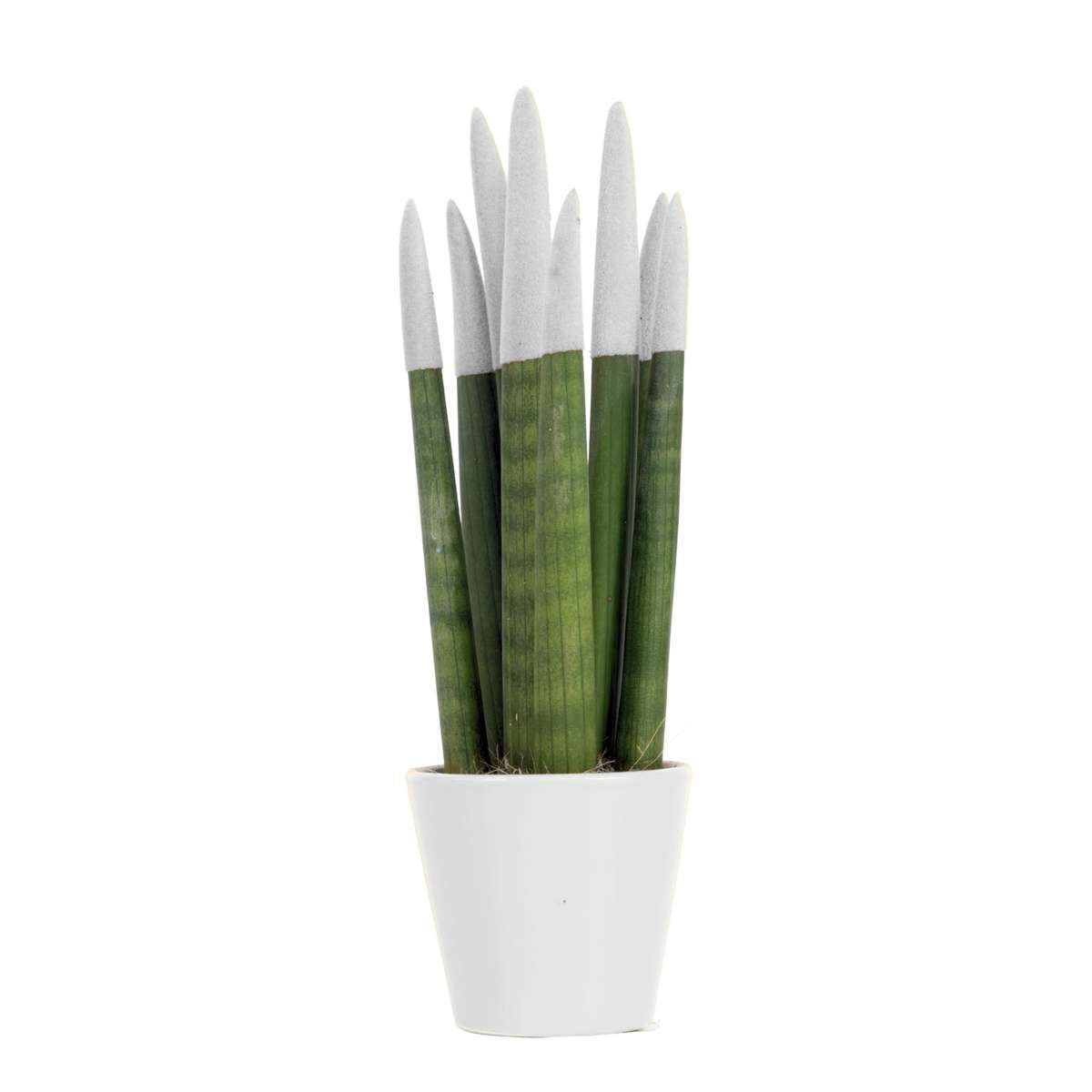 Langue de belle-mère - Sansevieria - Blanc - Hauteur 20-40cm - ⌀9cm
