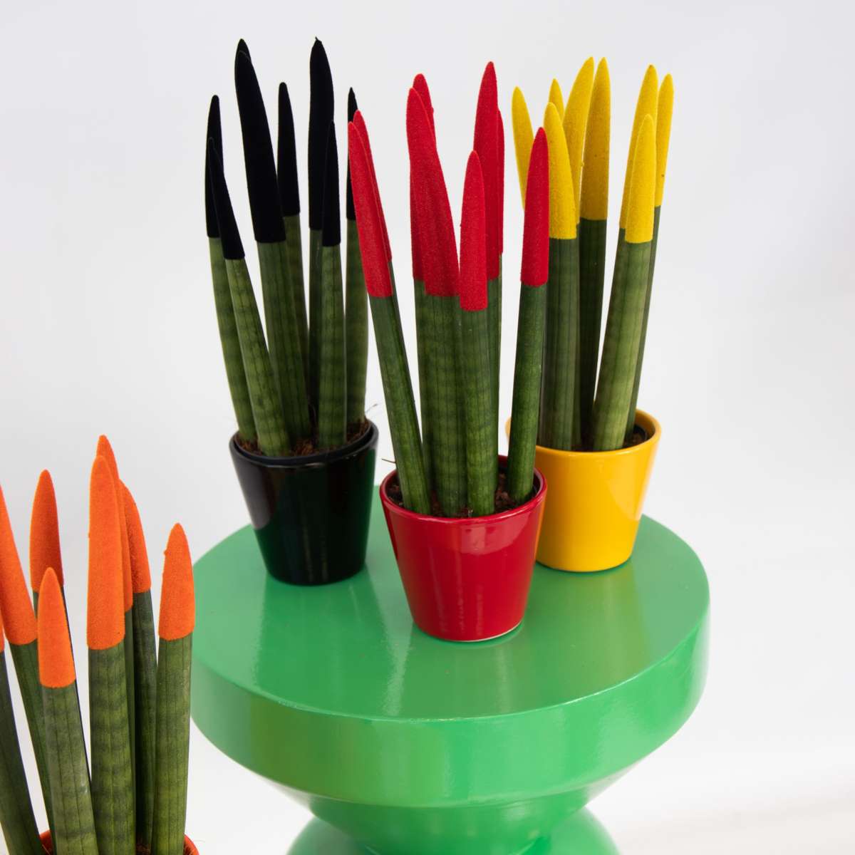 Langue de belle-mère - Set de 3 - Sansevieria cylindrica - H20-40cm - ⌀9cm