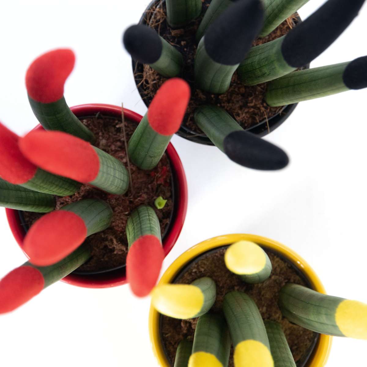Langue de belle-mère - Set de 3 - Sansevieria cylindrica - H20-40cm - ⌀9cm