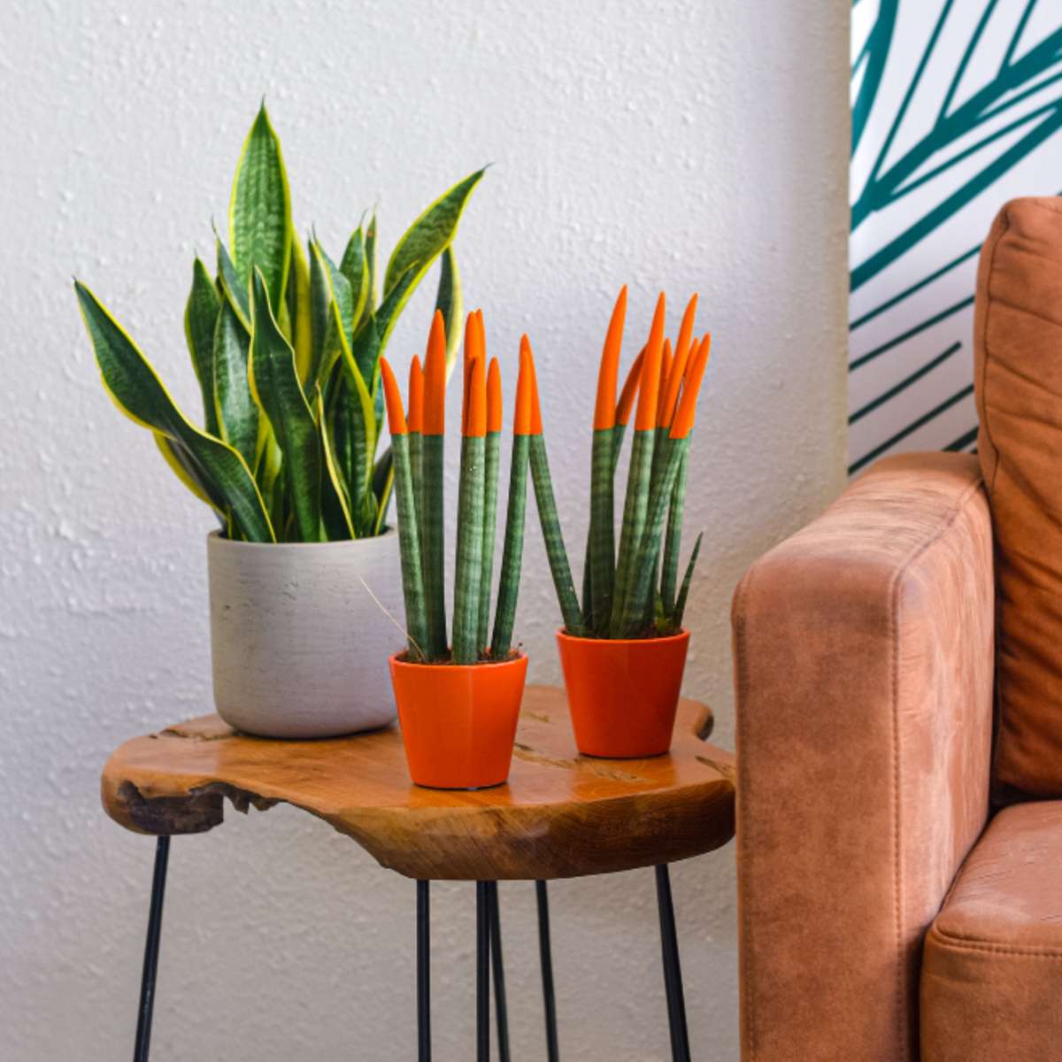 Langue de belle-mère - Set de 2 - Sansevieria cylindrica - H20-40cm - ⌀9cm