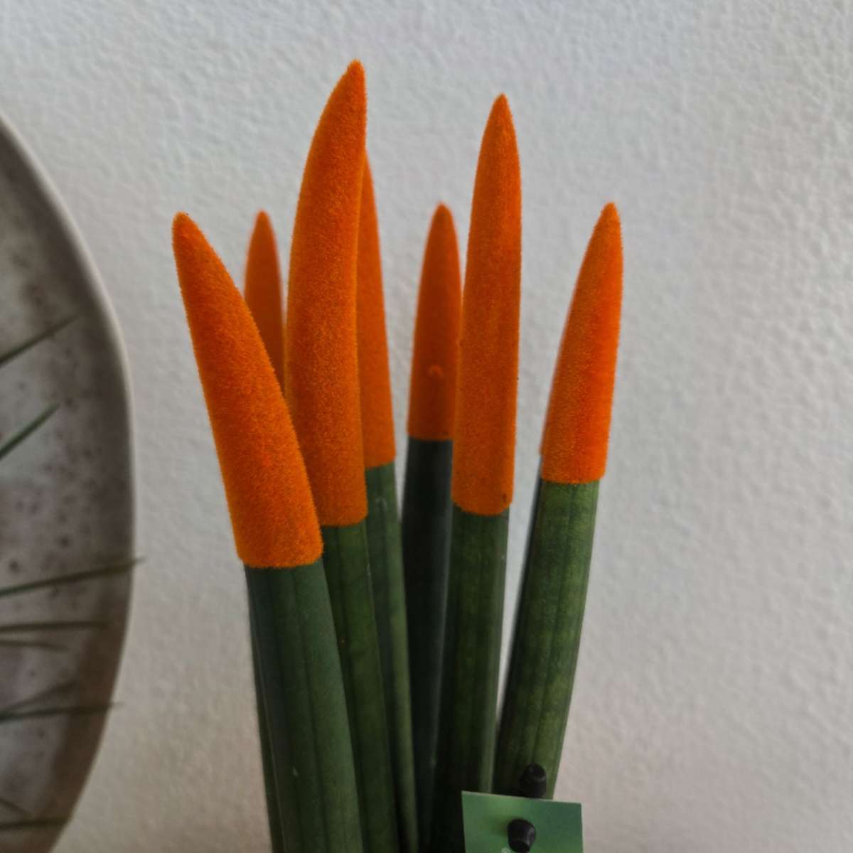 Langue de belle-mère - Set de 2 - Sansevieria cylindrica - H20-40cm - ⌀9cm