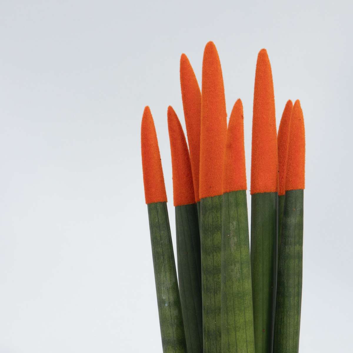 Langue de belle-mère - Set de 2 - Sansevieria cylindrica - H20-40cm - ⌀9cm